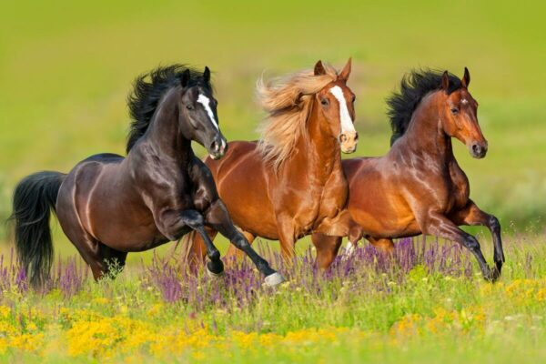 mơ thấy ngựa