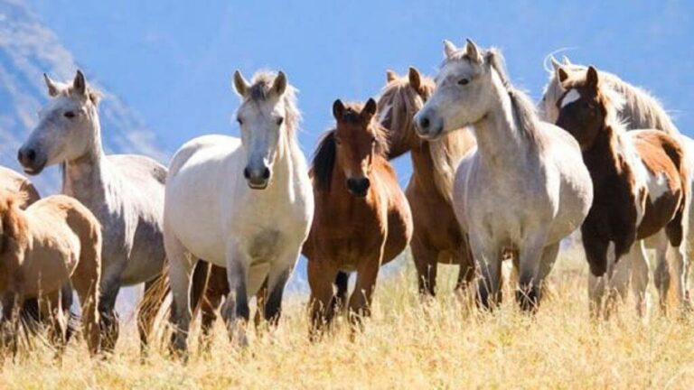 mơ thấy ngựa
