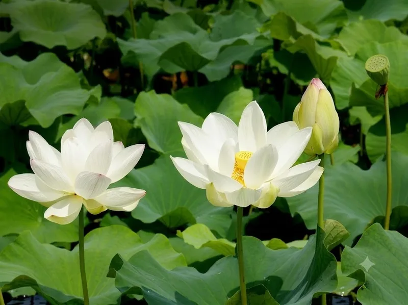Hoa sen trắng có ý nghĩa gì? Biểu tượng của sự thanh khiết trong văn hóa Việt